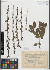 Foto von Salix myrsinifolia Salisb.